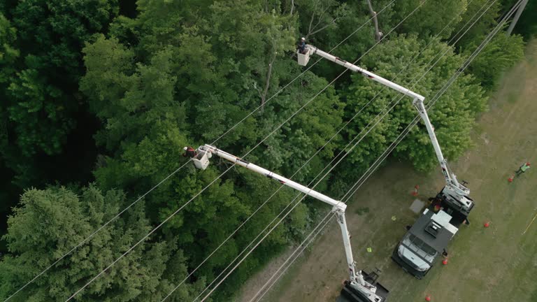 How Our Tree Care Process Works  in  Baileyton, AL