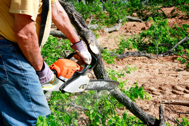 Reliable Baileyton, AL Tree Services Solutions